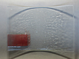 Designer Glasschale, SMG Design