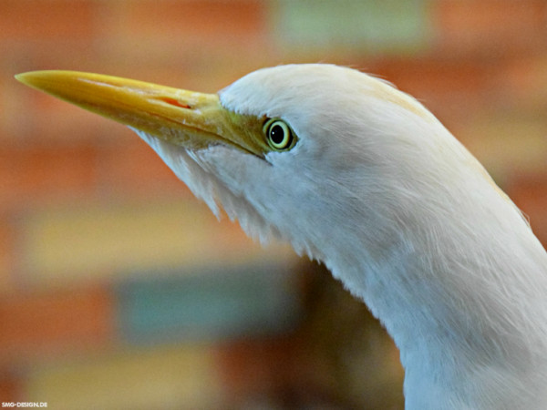 Kuhreiher – cattle egret