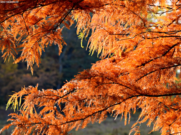 Herbstfarben